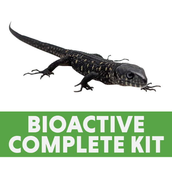 Yellow-Spotted Night Lizard Complete Habitat Kit (24x18x12)
