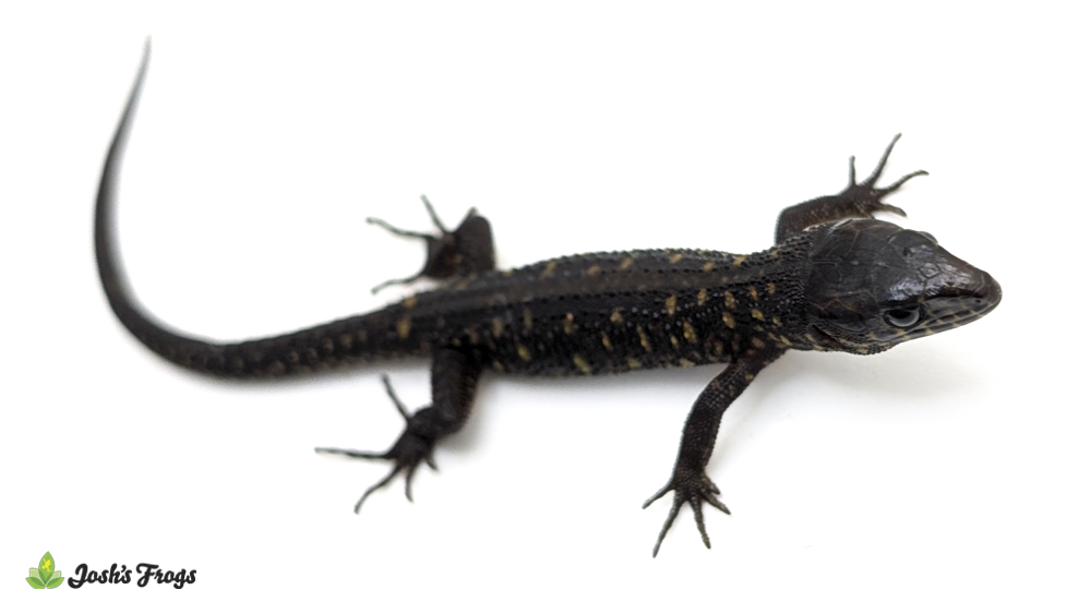 Yellow-Spotted Night Lizard - Lepidophyma flavimaculatum (Captive Bred)
