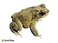 Yellow Toad - Incilius luetkenii (Captive Bred)