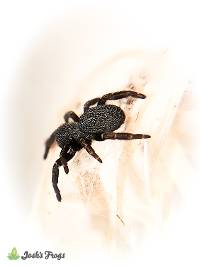 Yellowhead Velvet Spider - Eresus sp. 'Illustris' | 1/8-1/4 inch (Captive Bred)