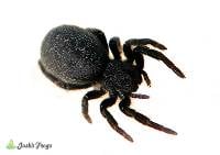 Gold-Faced Ladybird Spider - Eresus moravicus | 1/8-1/4 inch (Captive Bred)