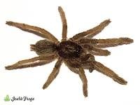 Zimbabwe Grey Baboon Tarantula - Ceratogyrus meridionalis | 1/2 inch (Captive Bred)