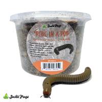 'Pede in a Pod - Assorted Species | 1 millipede (Captive Bred)