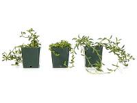 “Succulent Strings” Plant Bundle (3 Plants) 