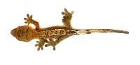 Petco Crested Gecko - 3" minimum
