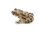 African Green Toad - Bufotes boulengeri (Captive Bred CBP)