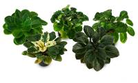 African Violet - Grower's Choice