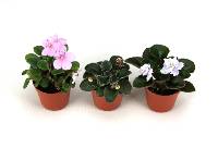 Miniature African Violet (3-Pack - Grower's Choice)