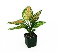 Aglaonema 'Wishes'