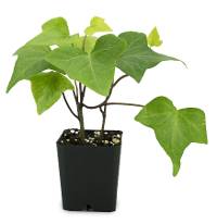 Hedera algeriensis - Algerian Ivy