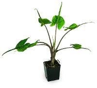 Alocasia ‘Babyray’™