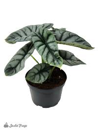 Alocasia baginda 'Silver Dragon' (6 inch pot)