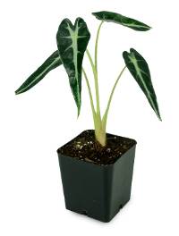 Alocasia 'Fairy'
