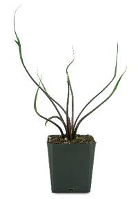 Alocasia plumbae ‘Flying Squid’™