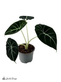 Alocasia reginula 'Black Velvet' (4 inch pot)