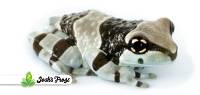 Amazon Milk Frog - Trachycephalus resinifictrix (Captive Bred CBP)