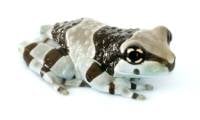 Amazon Milk Frog - Trachycephalus resinifictrix (Captive Bred Juvenile 1.25"+)