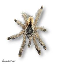 Amazonian Pink Toe Tarantula - Avicularia juruensis | 1 inch (Captive Bred)