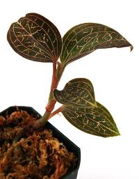Anoectochilus albolineatus Jewel Orchid