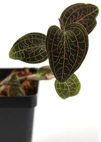Anoectochilus brevilabris Jewel Orchid