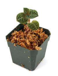 Anoectochilus formosanus Jewel Orchid
