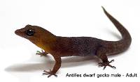 Antilles Gecko - Gonatodes antillensis (male)