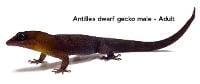 Antilles Gecko - Gonatodes antillensis (unsexed)