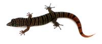Ashy Gecko - Sphaerodactylus elegans (unsexed)