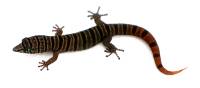 Ashy Gecko - Sphaerodactylus elegans (male)