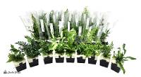 Assorted Fern Wholesale Plant Bundle (36 Plants)