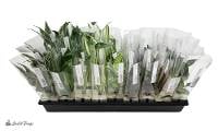 Assorted Tropical Plant Wholesale Vivarium Bundle (36 Plants)