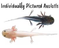 Axolotl - Ambystoma mexicanum (Individually Pictured)