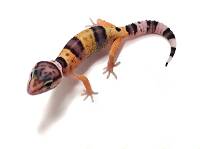 High Yellow Leopard Gecko - Eublepharis macularius (Captive Bred)