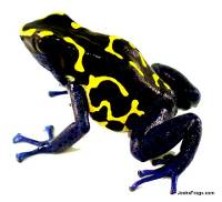 Dendrobates tinctorius 'Bakhuis' (Captive Bred) - Dyeing Poison Arrow Frog