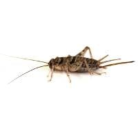 1/2" Banded Crickets (250 Count)