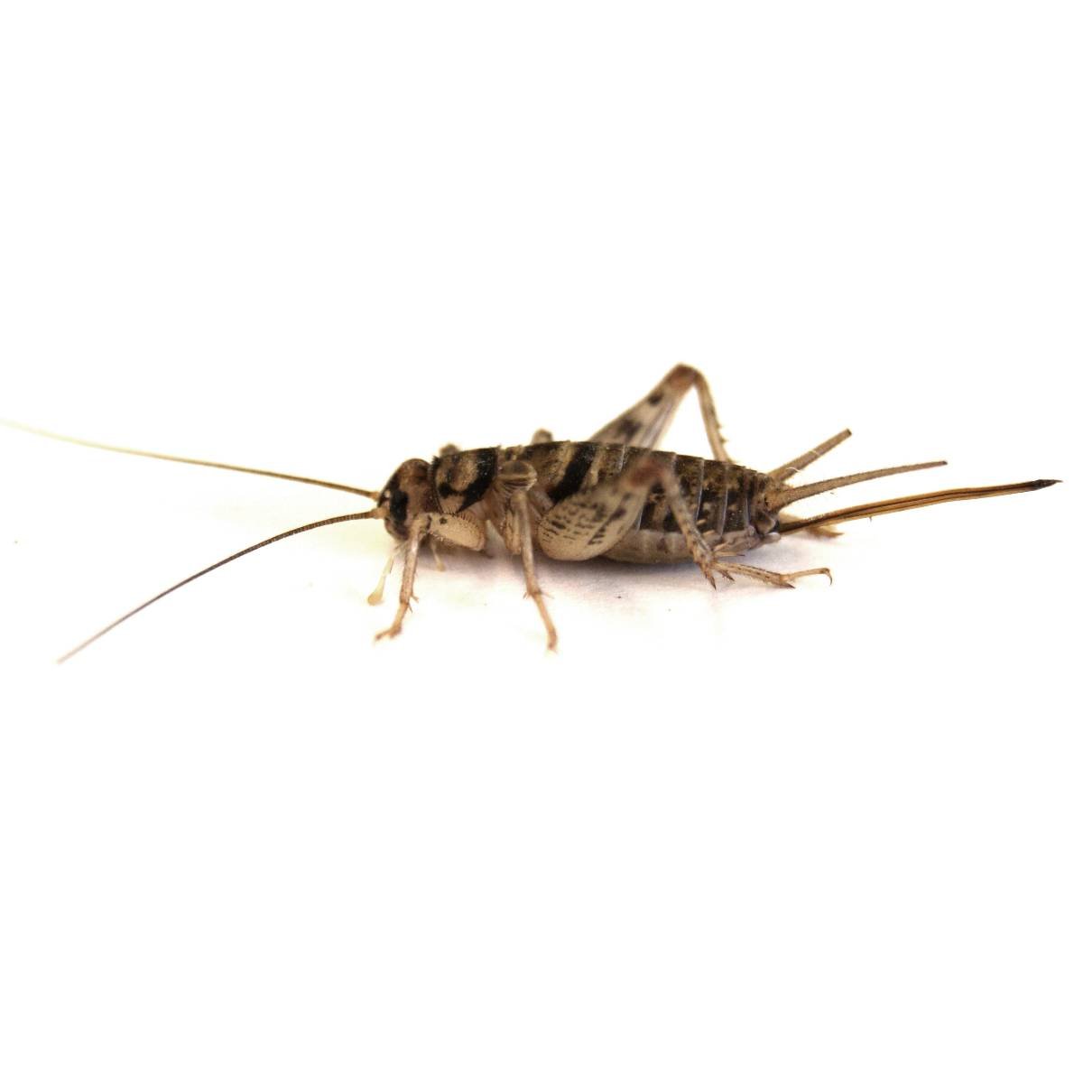Fishers Choice: Crickets 35g/ 1.2 oz, Brown
