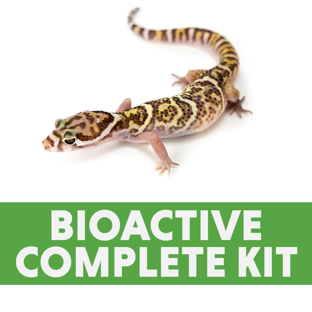 Banded Gecko BIOACTIVE Complete Kit (24x18x18)