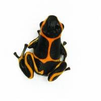 Ranitomeya imitator 'Banded' (Captive Bred) - Mimic Poison Dart Frog
