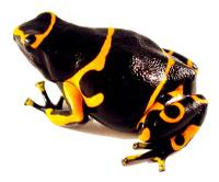 Dendrobates leucomelas 'British Guyana' TADPOLE - Bumble Bee Dart Frog