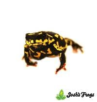 Bumble Bee Toad - Melanophryniscus klappenbachi (Captive Bred)