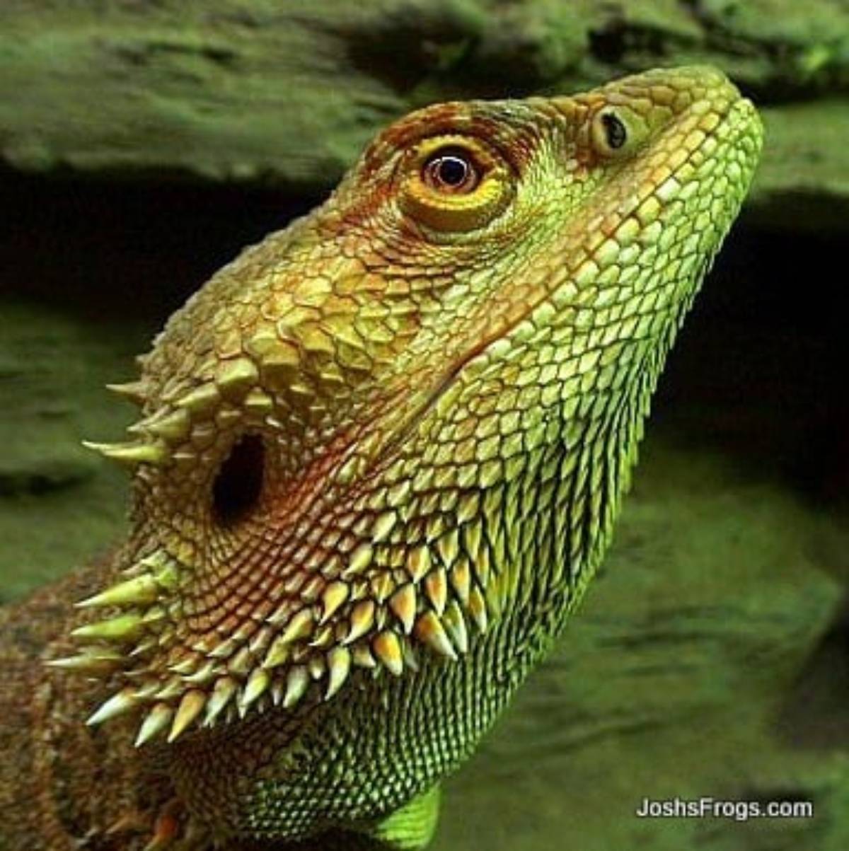 Bearded Dragon Humidity: The Ideal Range for Your Pet - A-Z Animals