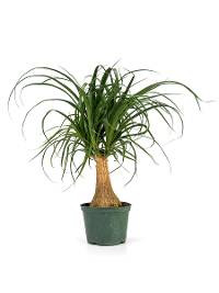 Beaucarnea recurvata 'Ponytail Palm' (6" Pot)