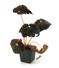 Begonia 'Joe Hayden'