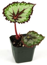 Begonia 'Plum Paisley'