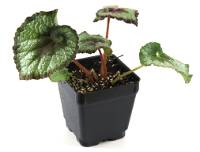 Begonia Rex 'Escargot'