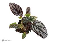 Begonia rex ‘Jolly Silver’