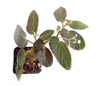 Begonia 'Withlacoochee'