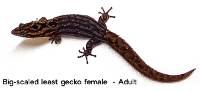 Big-Scaled Least Gecko (sexed pair)