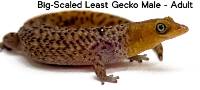 Big-Scaled Least Gecko (male)