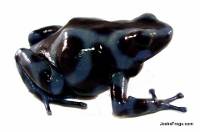 Dendrobates auratus 'Panamanian Blue & Black' TADPOLE - Blue and Black Poison Dart Frog